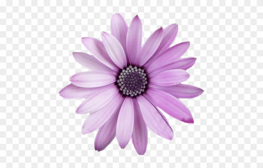Freetoedit Flower Png With Transparent Background - Fleur Violette Fond  Blanc - Free Transparent PNG Clipart Images Download