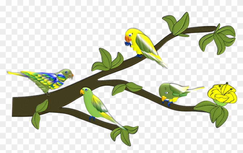 Periquito - Love Bird - Budgie #349033