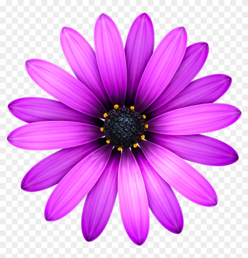 Picture Files With Transparent Backgrounds Flowers - Text Editor Mac Flower #349039
