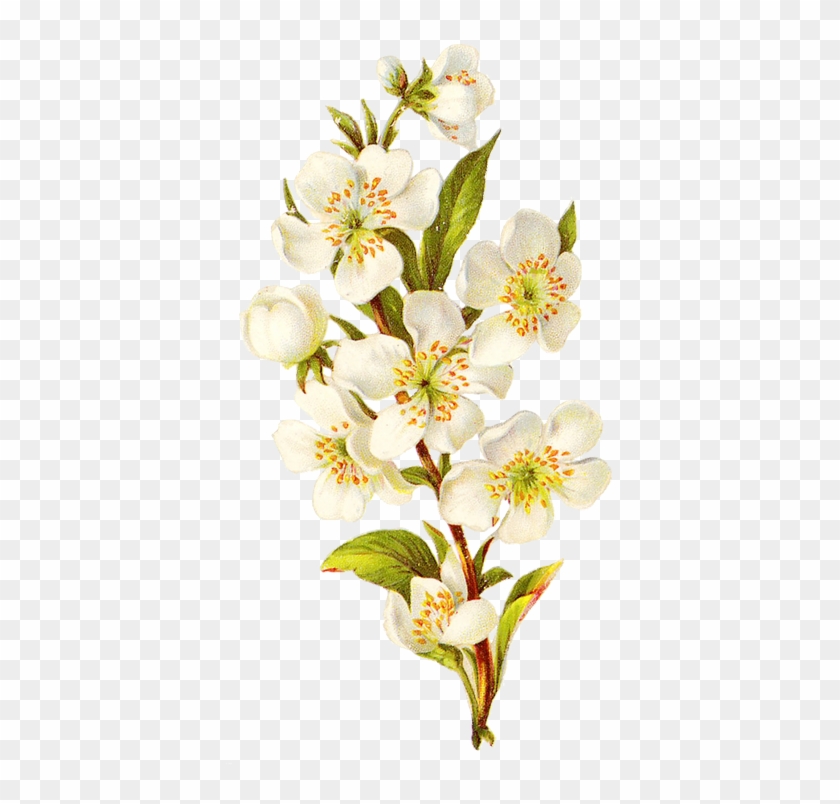 Vintage Flower Bouquet Png Isolated Transparent Background - Cherry Blossom Botanical Artwork #349040