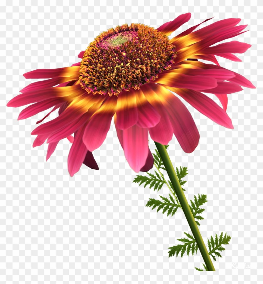 Flower Information Petal Clip Art - Flower Information Petal Clip Art #349108