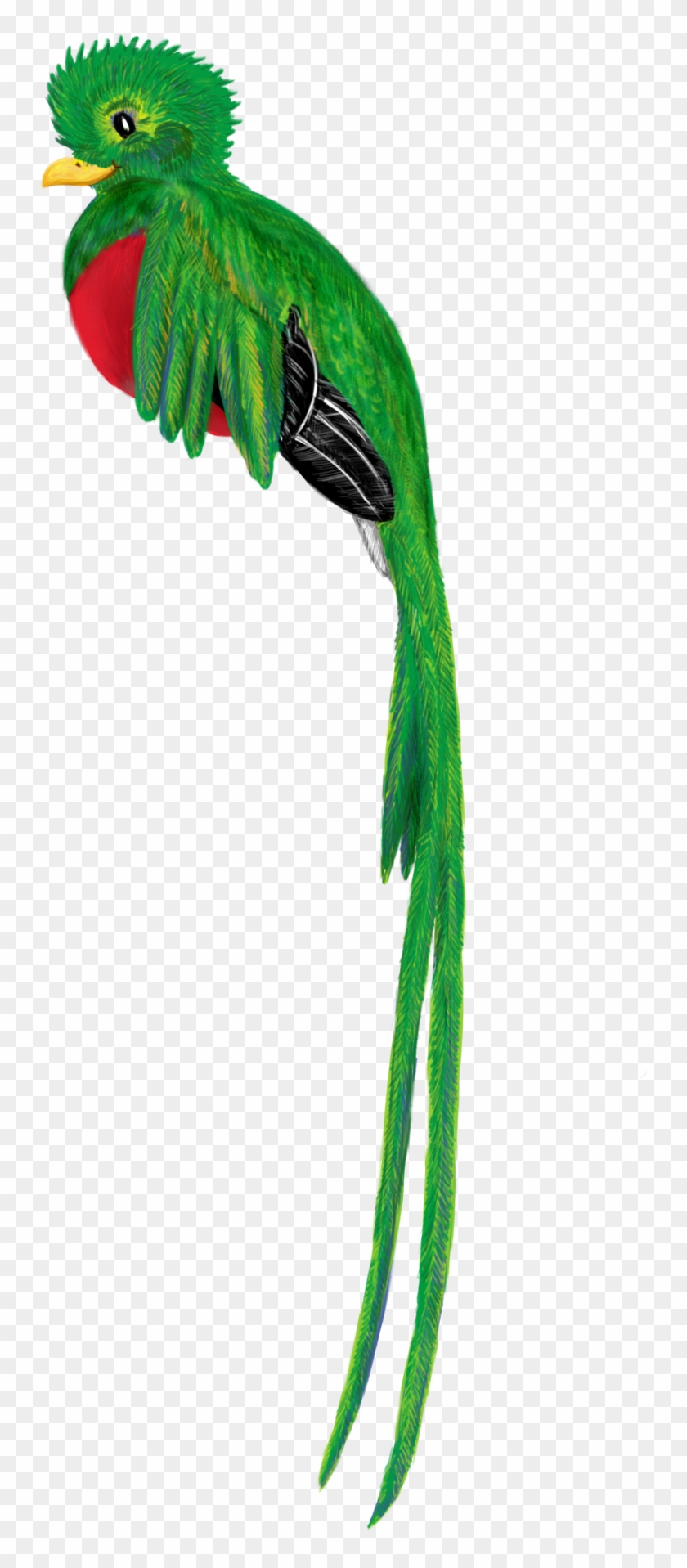Quetzal Bird Animal Cute Drawing 1088589 - Quetzal In Cartoon #349047