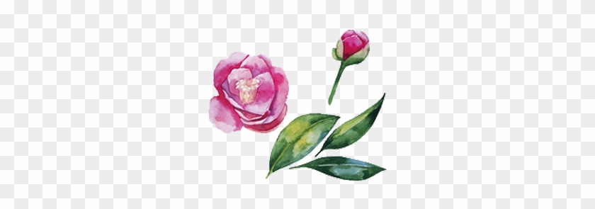 Japanese Camellia Watercolor Painting Illustration - Watercolor Painting #349059
