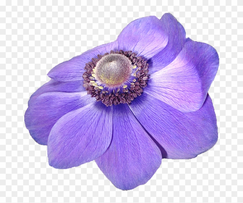 Anemone, Flower, Violet, Nature, Transparent Background - Anemone #349070