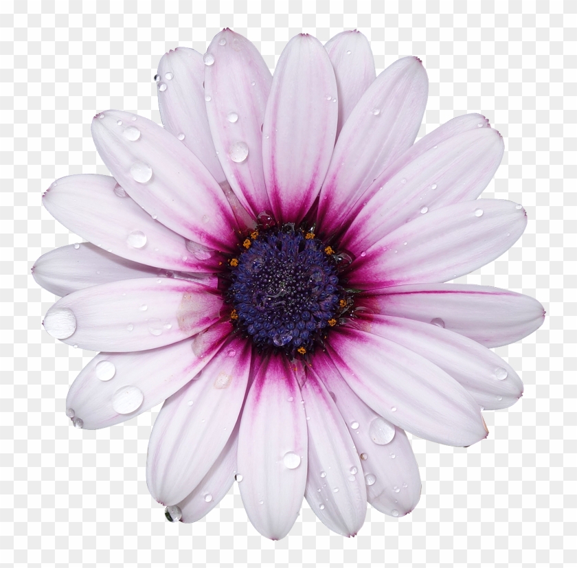 Freetoedit Png Flower With A Transparent Background - Flowers With Transparent Background #349128