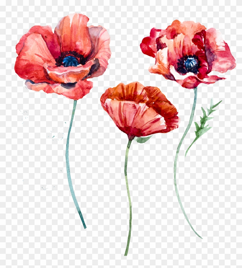 Download Png - Poppy Flower Transparent #349185