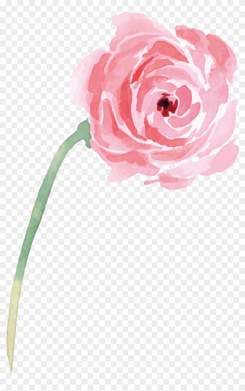 Garden Roses Beach Rose Illustration - Garden Roses Beach Rose Illustration #349268