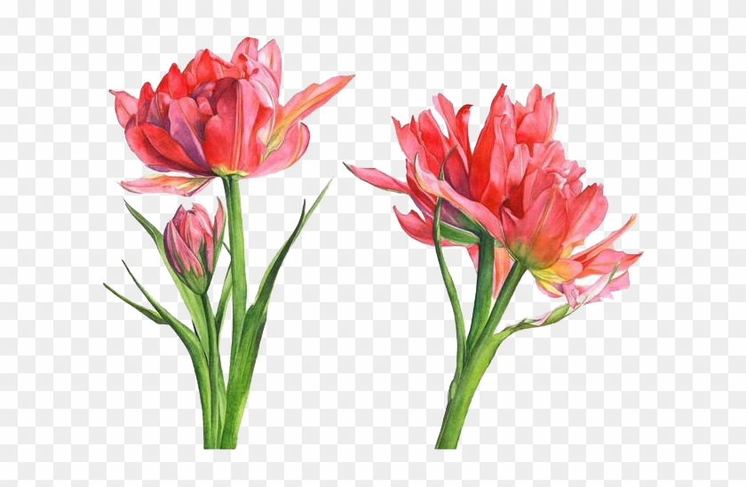 Floral Design Watercolor Painting Parrot Tulips Flower - Floral Design Watercolor Painting Parrot Tulips Flower #349454