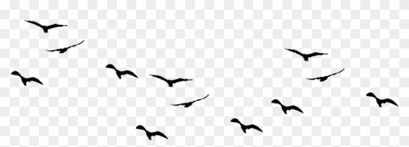 Birds Png #349305