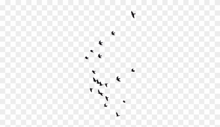 Birds 06 - Bird #349314