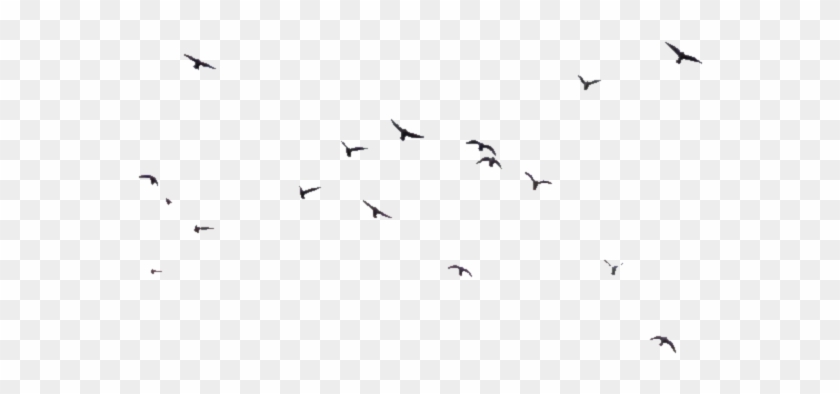 Selunia 491 228 Birds 07 - Flock #349319