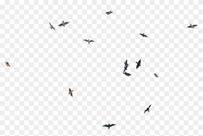 Flying Birds 02 Png Stock By Roy3d - Birds White Background #349321
