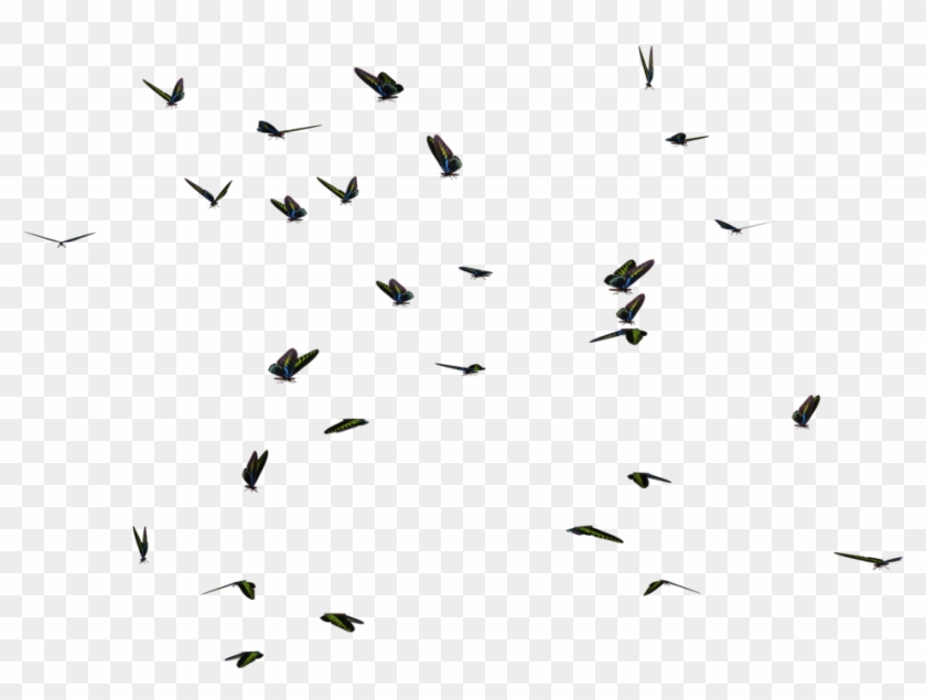 Butterfly Swarm 04 Png Stock By Roy3d - Portable Network Graphics #349326