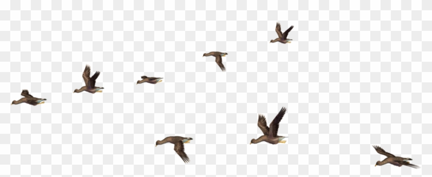 More Like Flying Birds 07 Png Stock By Roys-art - Flying Birds Png File #349346