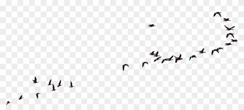 Wild Geese Flying - Birds Fly Png #349347