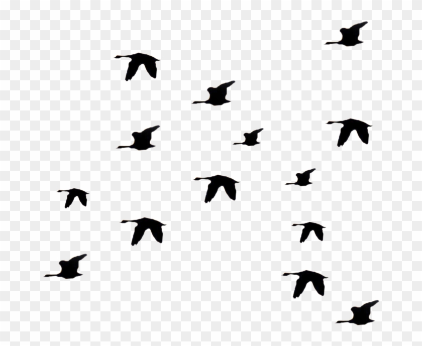 Blackbird Clipart Single Bird Pencil And In Color Blackbird - Flying Birds Silhouette Gif #349355