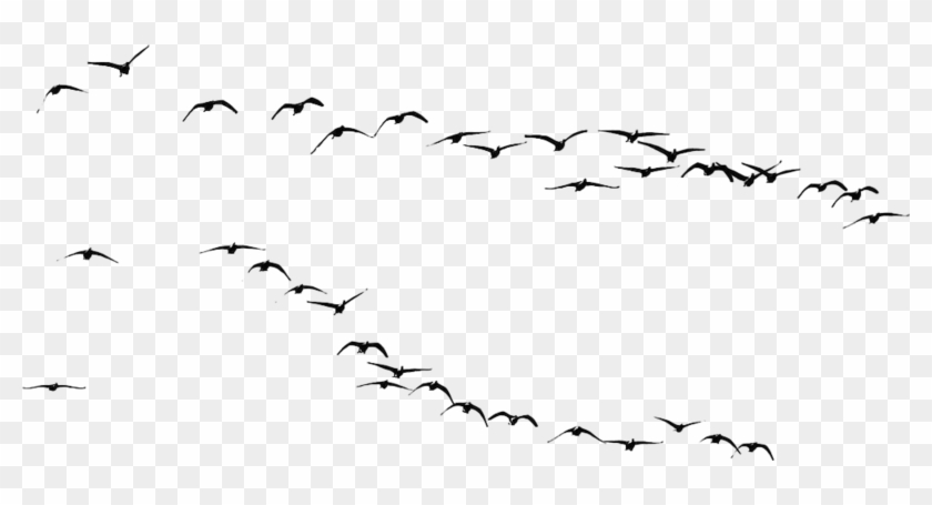 Flock Of Birds Clipart Flock Crows - Aninkfruit: Streets #349358
