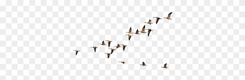 Flying Crows Png Birds Flying Ii By Geosammy On Deviantart - Geese Flying In Formation #349371