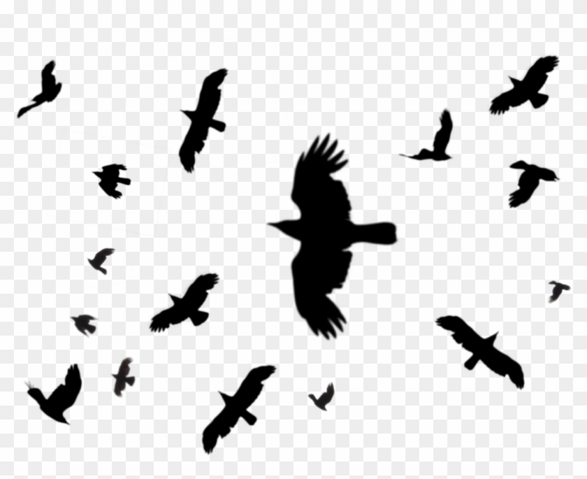 Hooded Crow Bird Flight Common Raven Columbidae - Hooded Crow Bird Flight Common Raven Columbidae #349478