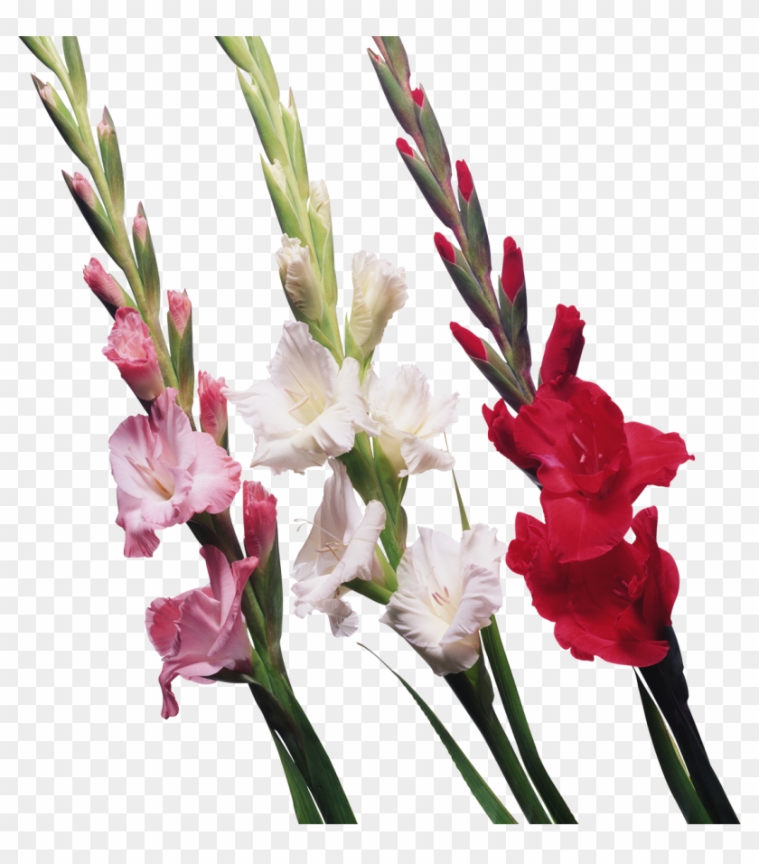 Gladiolus Display Resolution Clip Art - Gladiolus Display Resolution Clip Art #349599