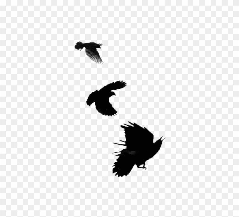 Common Blackbird Crows Bald Eagle Red-winged Blackbird - Common Blackbird Crows Bald Eagle Red-winged Blackbird #349494