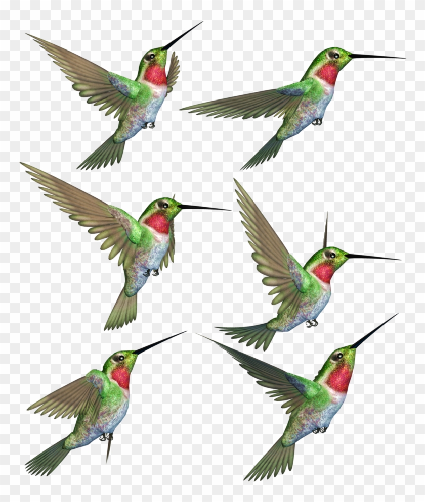 Humming Birds-1 Png Stock By Roy3d - Hummingbird #349503