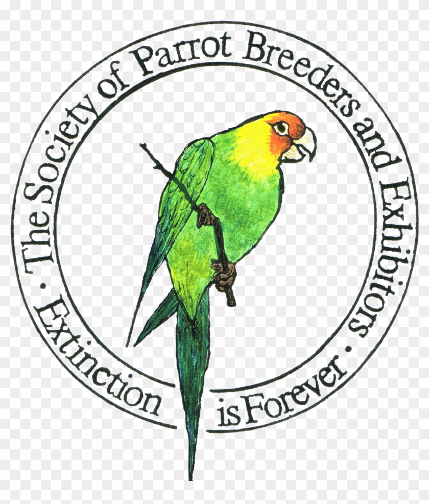 Spbe 2016 Show Calendar - Parakeet #349507