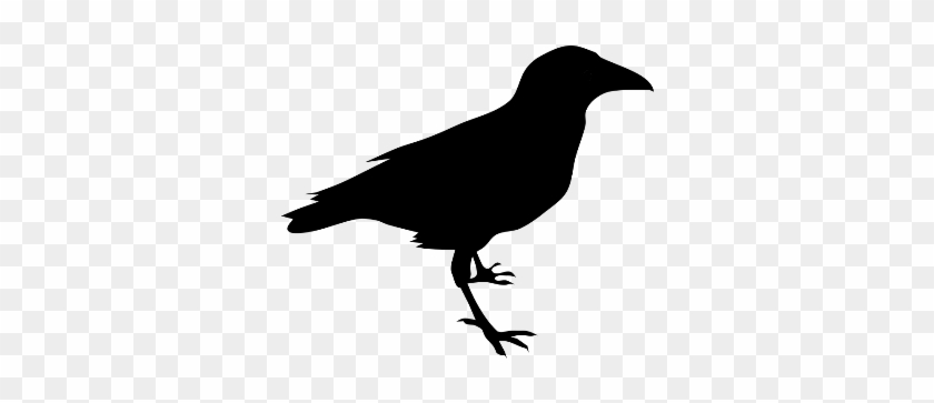 Crow± - Raven Clipart #349508