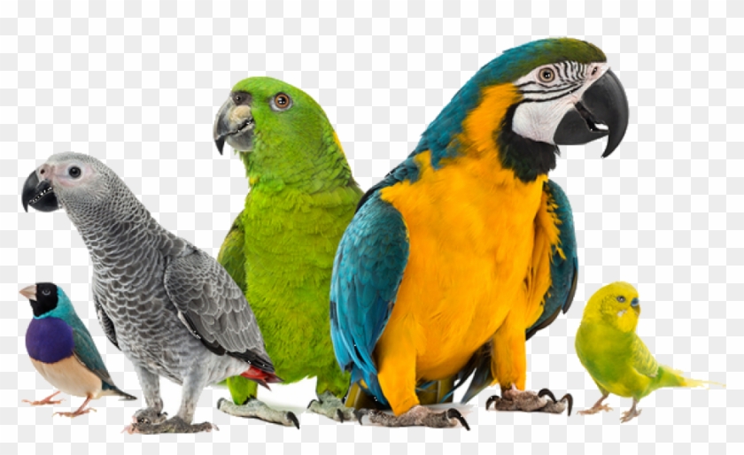 Exotic Bird Hospital Blog - Pet Birds White Background #349510