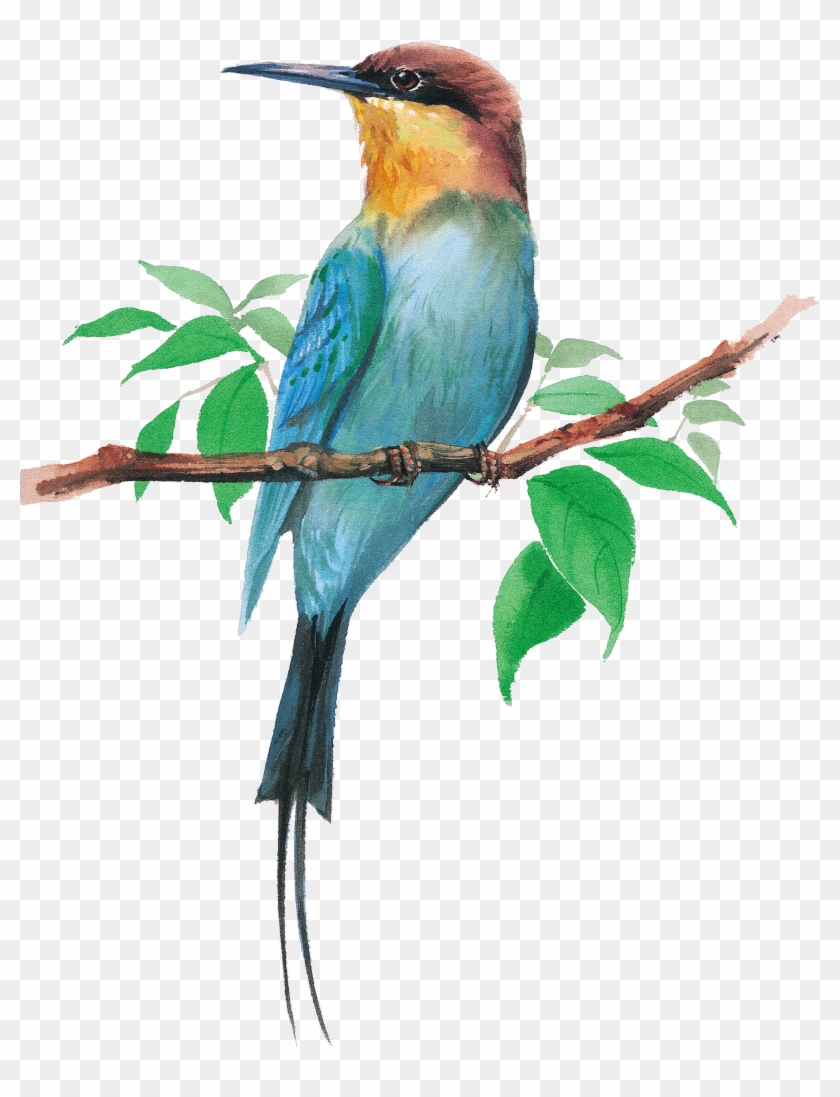 Bird Dog Watercolor Painting Cartoon Illustration - นก เกาะ กิ่ง ไม้ - Free  Transparent PNG Clipart Images Download