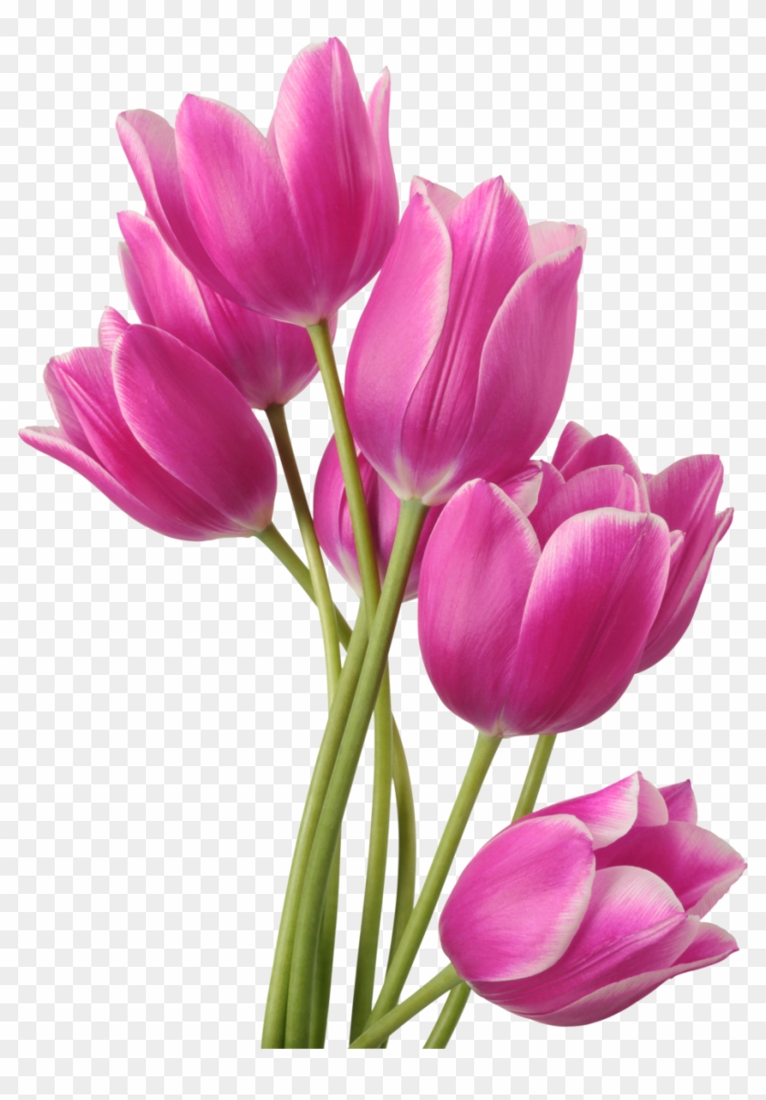 Tulip Flower Bouquet Clip Art - Tulip Flower Bouquet Clip Art #349808