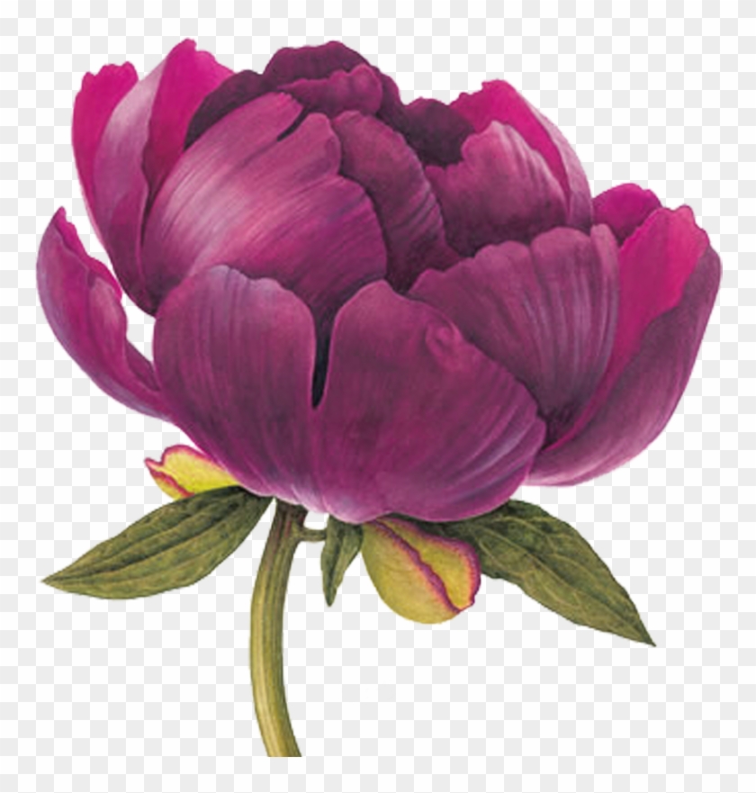 Peony Buckeye Belle - Peonies Botanical Illustration #349811