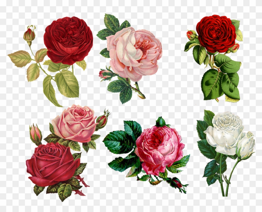 Birthday Cliparts Flowers 10, Buy Clip Art - Iphone 8 Wallpaper Floral #349867
