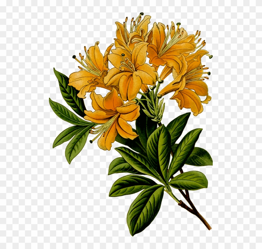 Art Pictures Flowers 10, Buy Clip Art - St. John's Wort - Herbal Flower Mugs #349883