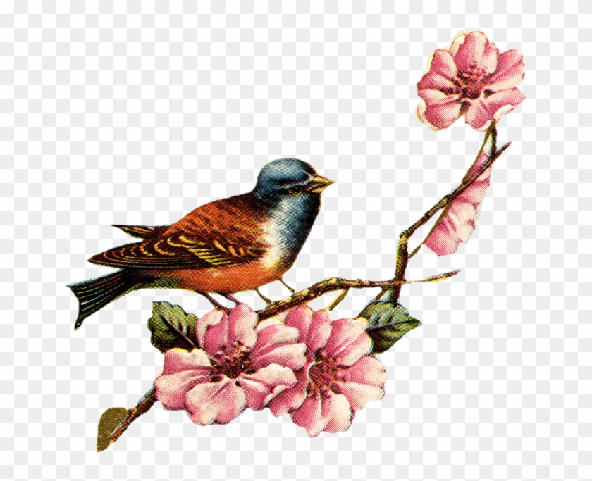 Drawn Lovebird Vintage Floral - Love Bird Vintage Png #349899