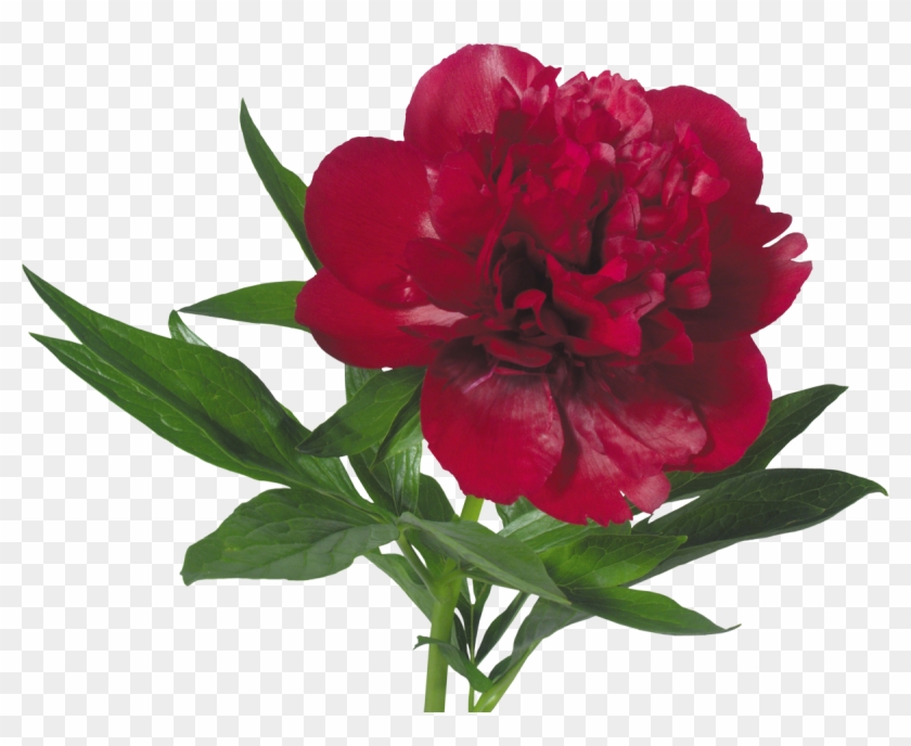 Peony Flower Bouquet Paeonia Mascula Tree Peonies - Peony Flower Bouquet Paeonia Mascula Tree Peonies #350045