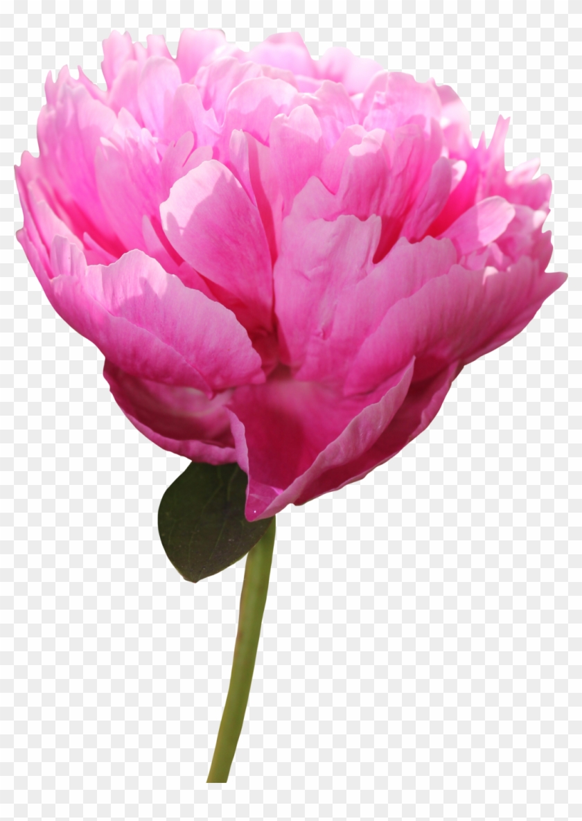 Peony Png Picture - Portable Network Graphics #350049