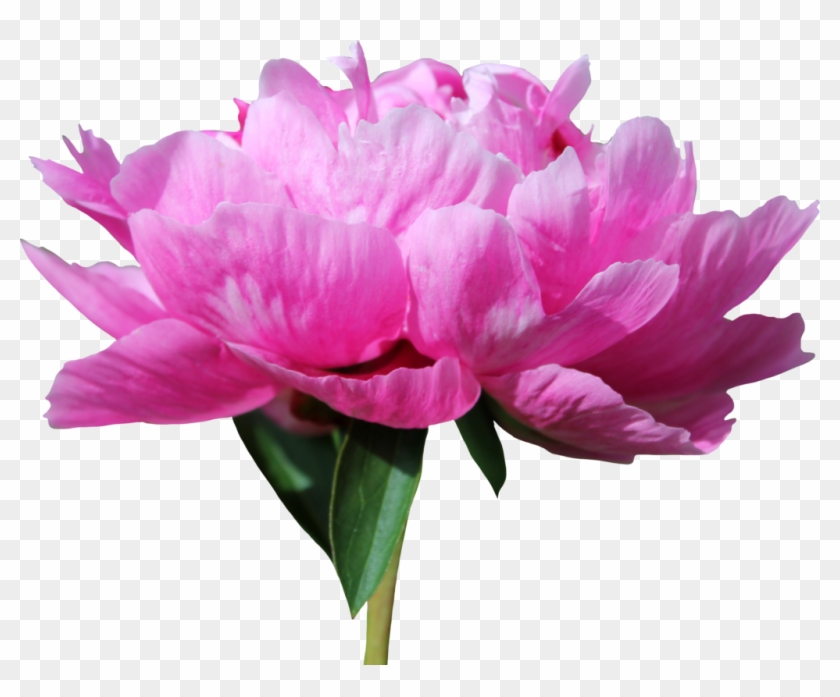 Peony Png 12 By Thy Darkest Hour - Peony Transparent Png #350053