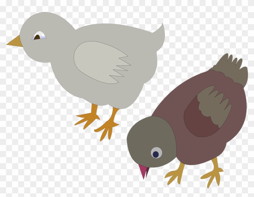 Pigeons Doves Poultry Chicken Png Image - Gambar Anak Ayam Kartun #350079