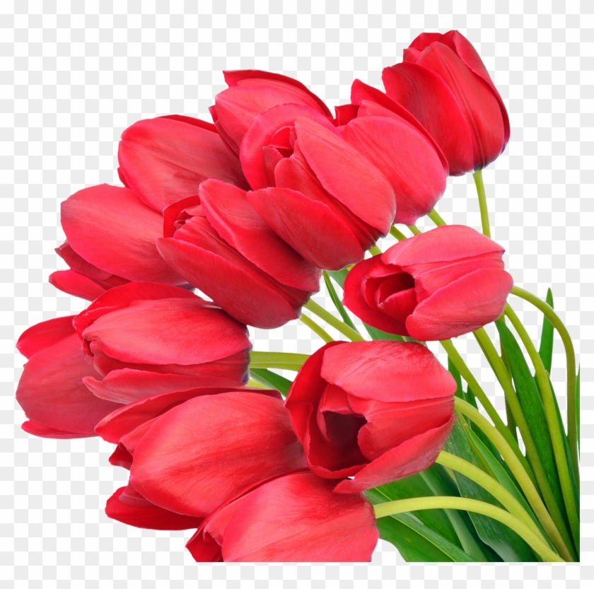 Red Tulip - Hd Bouquets #350092