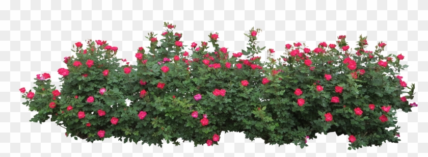 Hedges Clipart Flower Bush - Flower Bush Png #350310