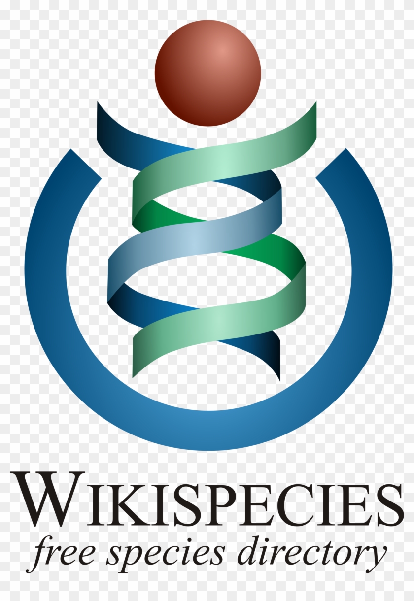 Our Projects Wikimedia Foundation,wikimedia Foundation - Wikispecies Logo #350317
