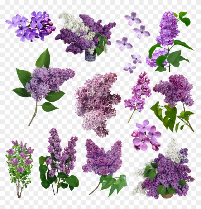 Featured image of post Frame Com Flores Lilas Png All images and logos are crafted with great workmanship