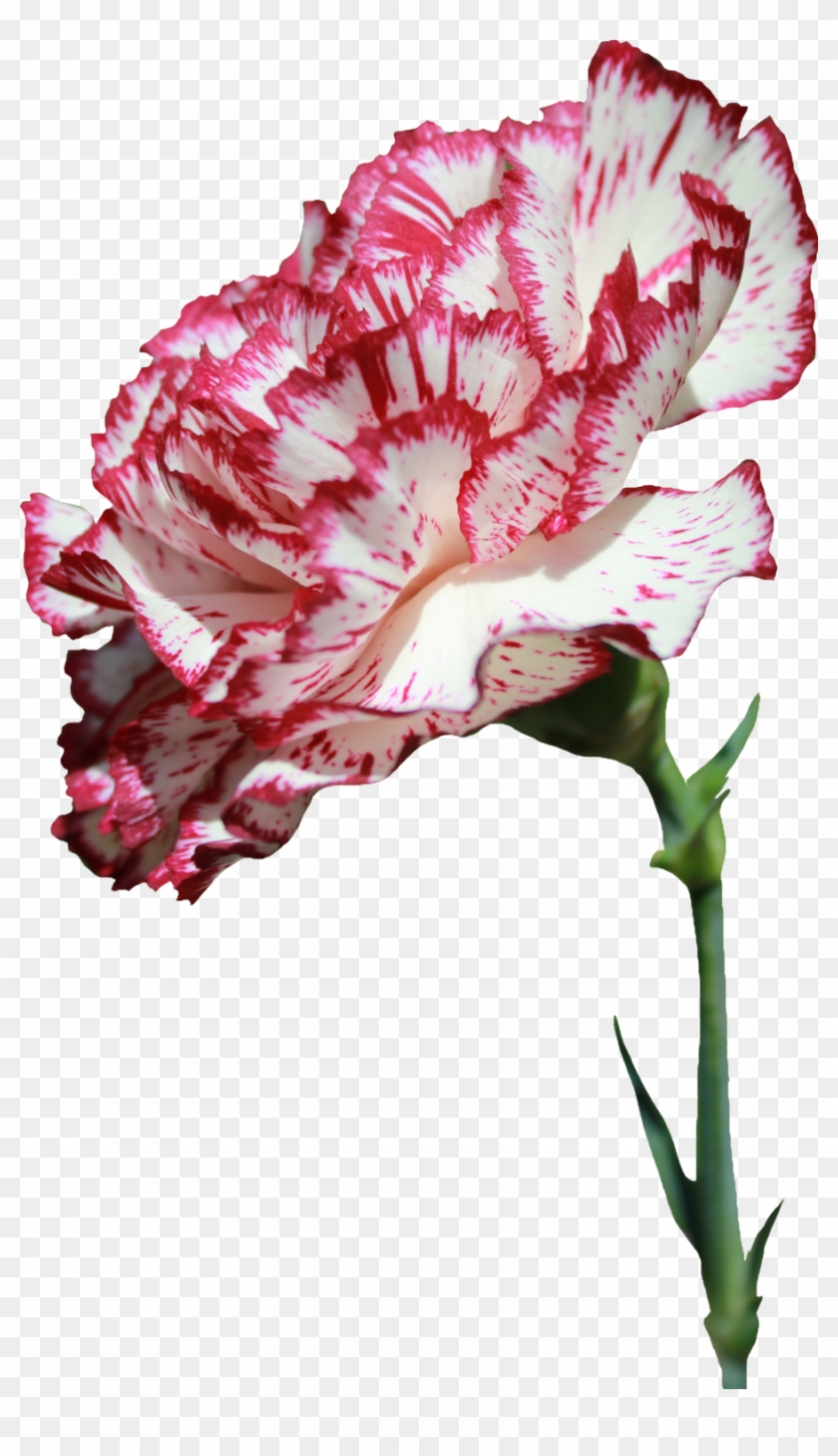 Carnation Png 02 By Thy Darkest Hour - Carnation #350348