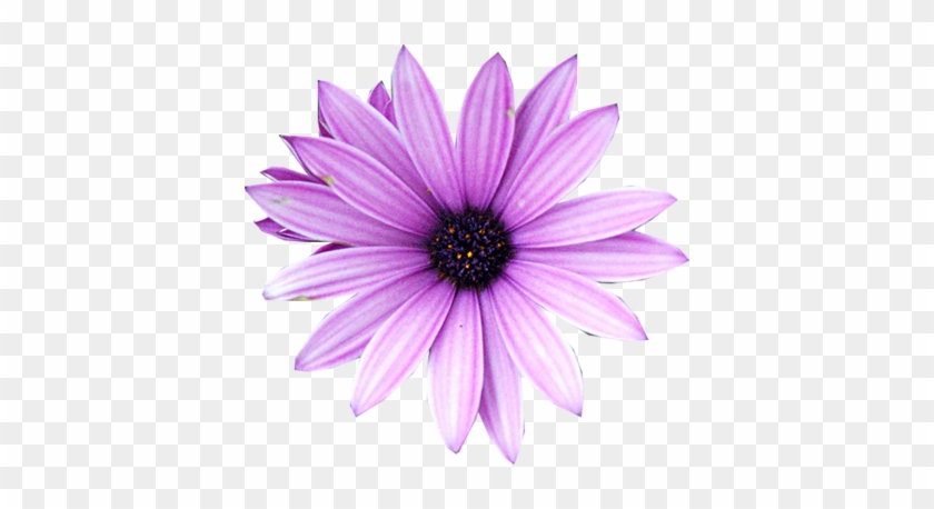 Purple Flower Psd, Vector Images - Flor Morada En Png #350356