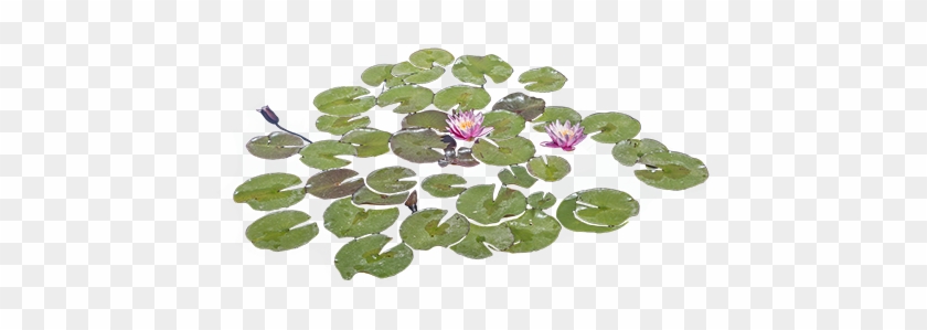 Lily Pads Floating In A Pond With Some Bright Purple - Lily Pads Png #350358