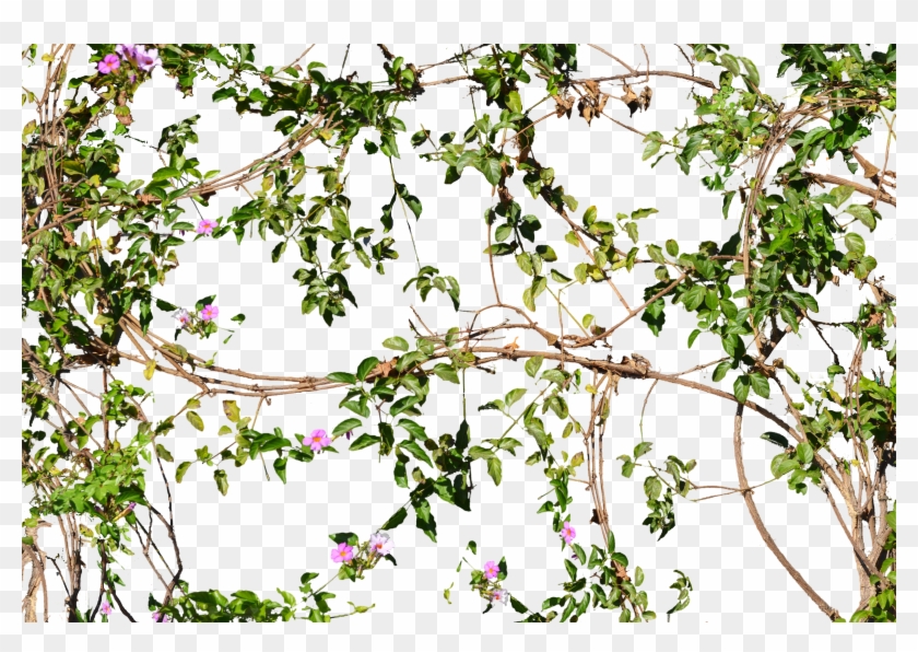 View Deviation - Vines On Wall Png #350368