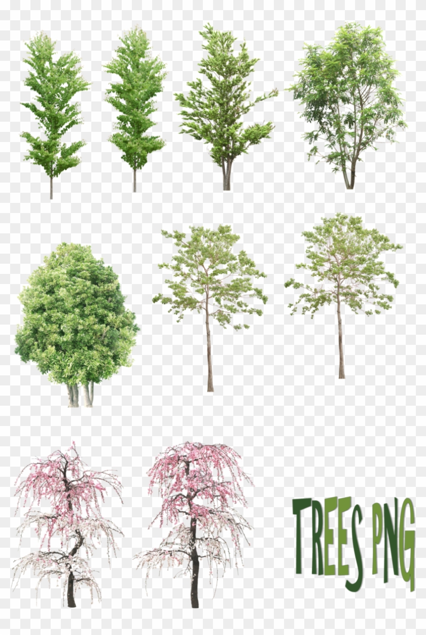 Trees Png By Mysticmorning - Small Trees Png #350433