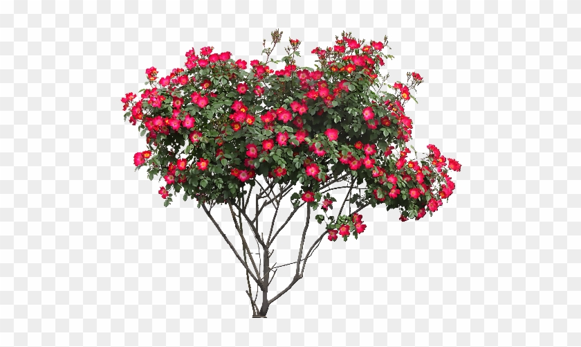 Tubes Arbres / Arbustes / Feuillages - Rose Bush Png #350464