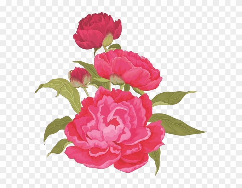 Moutan Peony Pink Clip Art - Moutan Peony Pink Clip Art #350484